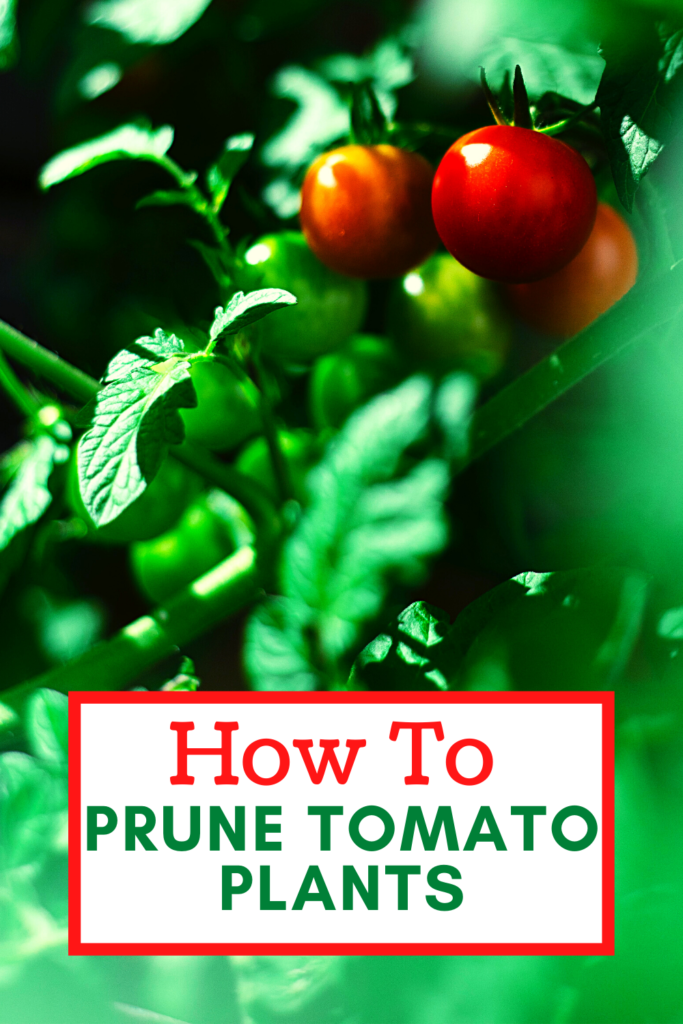 How To Prune Tomato Plants [Everything You Need To Know]