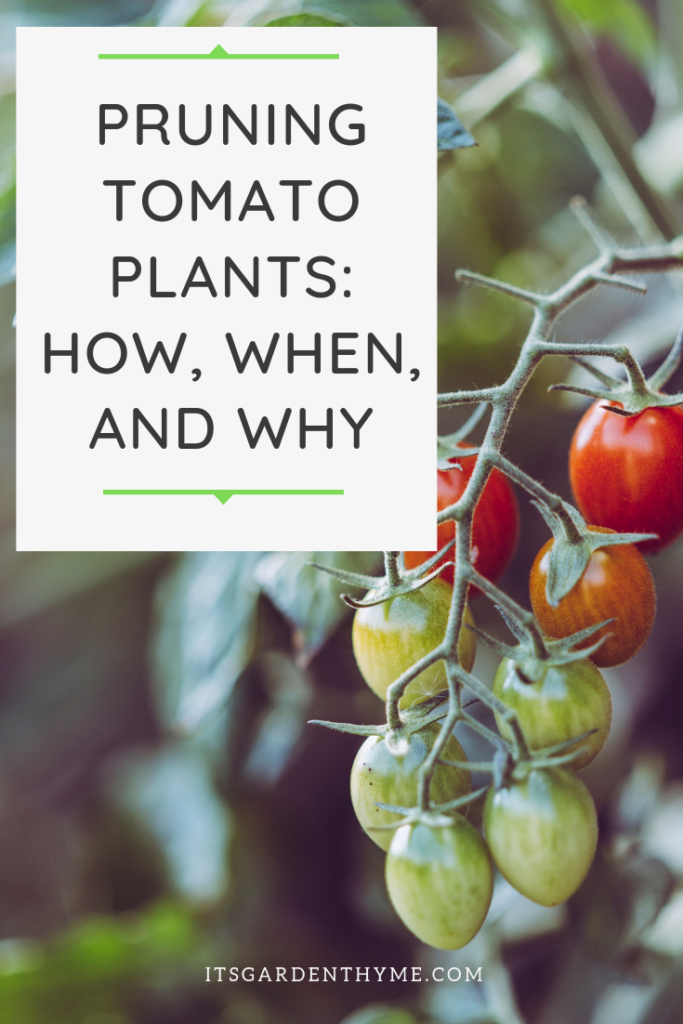How To Prune Tomato Plants [Everything You Need To Know]