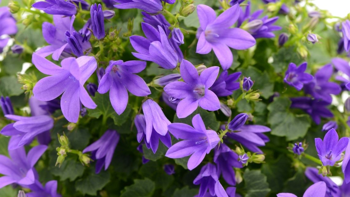 The 13 Best Flowering Ground Cover