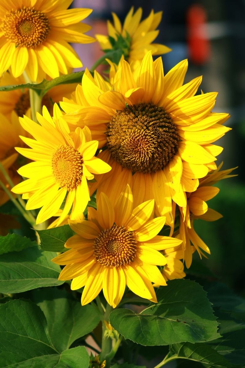 8 Full Sun Summer Flowers For A Colorful Garden